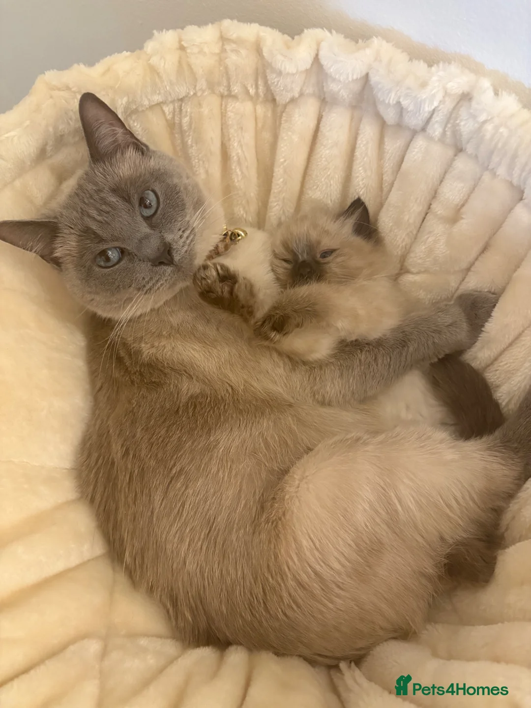 Ragdoll cats for sale: Ragdoll kitten male READY TO LEAVE - Advert 2