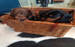 Miniature Dachshund dogs for sale: REDUCED. KC:reg Two Boys Smooth  - Image 12