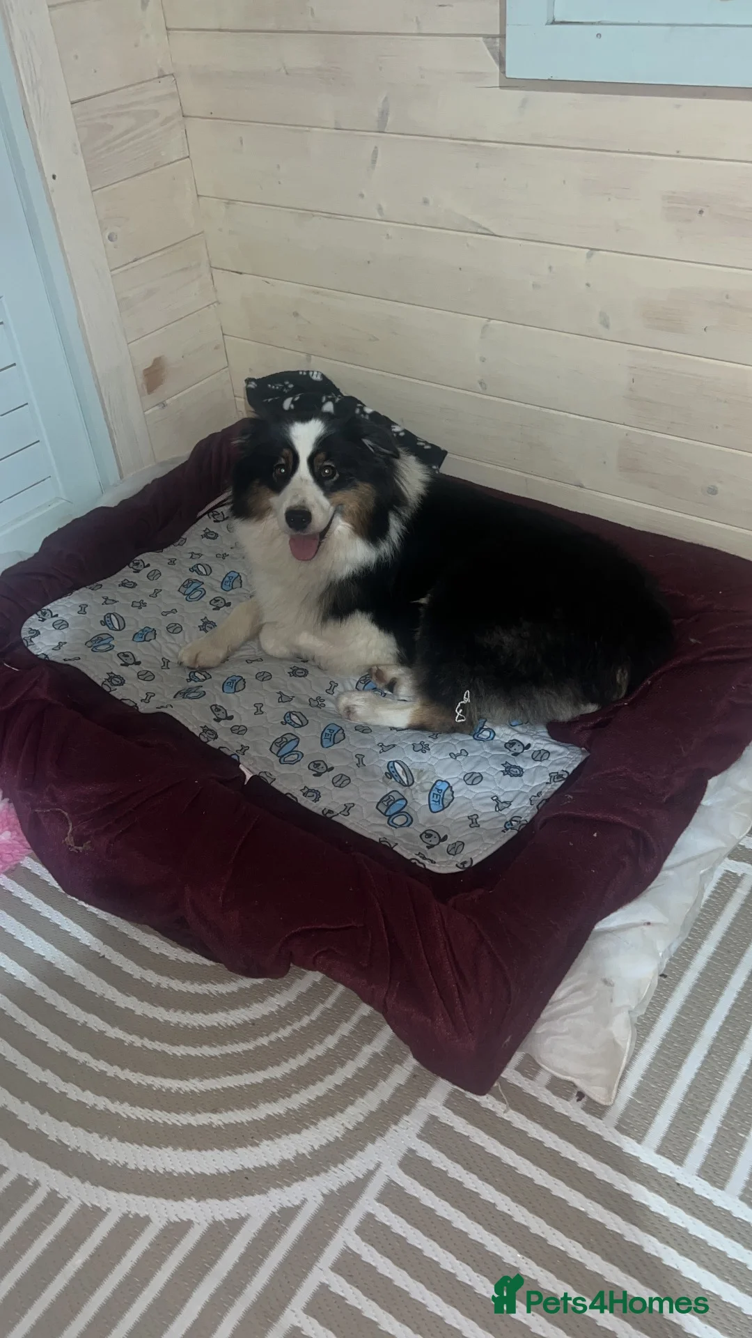 Australian Shepherd dogs for sale: Blue Merle Aussie  in Sittingbourne - Advert 2