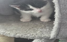 Domestic Shorthair cats for sale: Kittens ready to go - Image 10