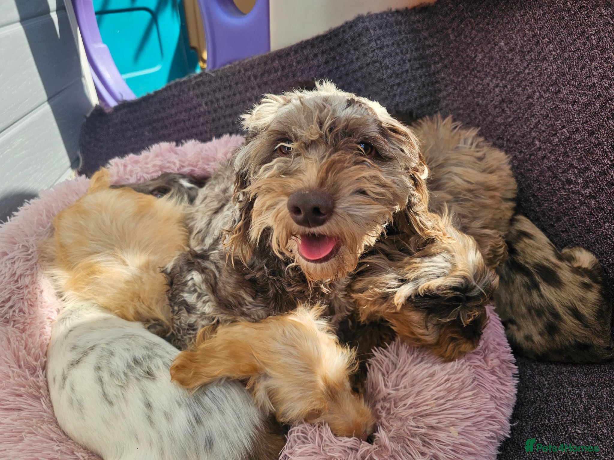 Cockapoo dogs Generation cockerpoo puppies ready now  - Advert 2