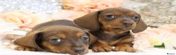 Dachshund dogs for sale: KC Miniature Dachshund Puppies - Advert 9