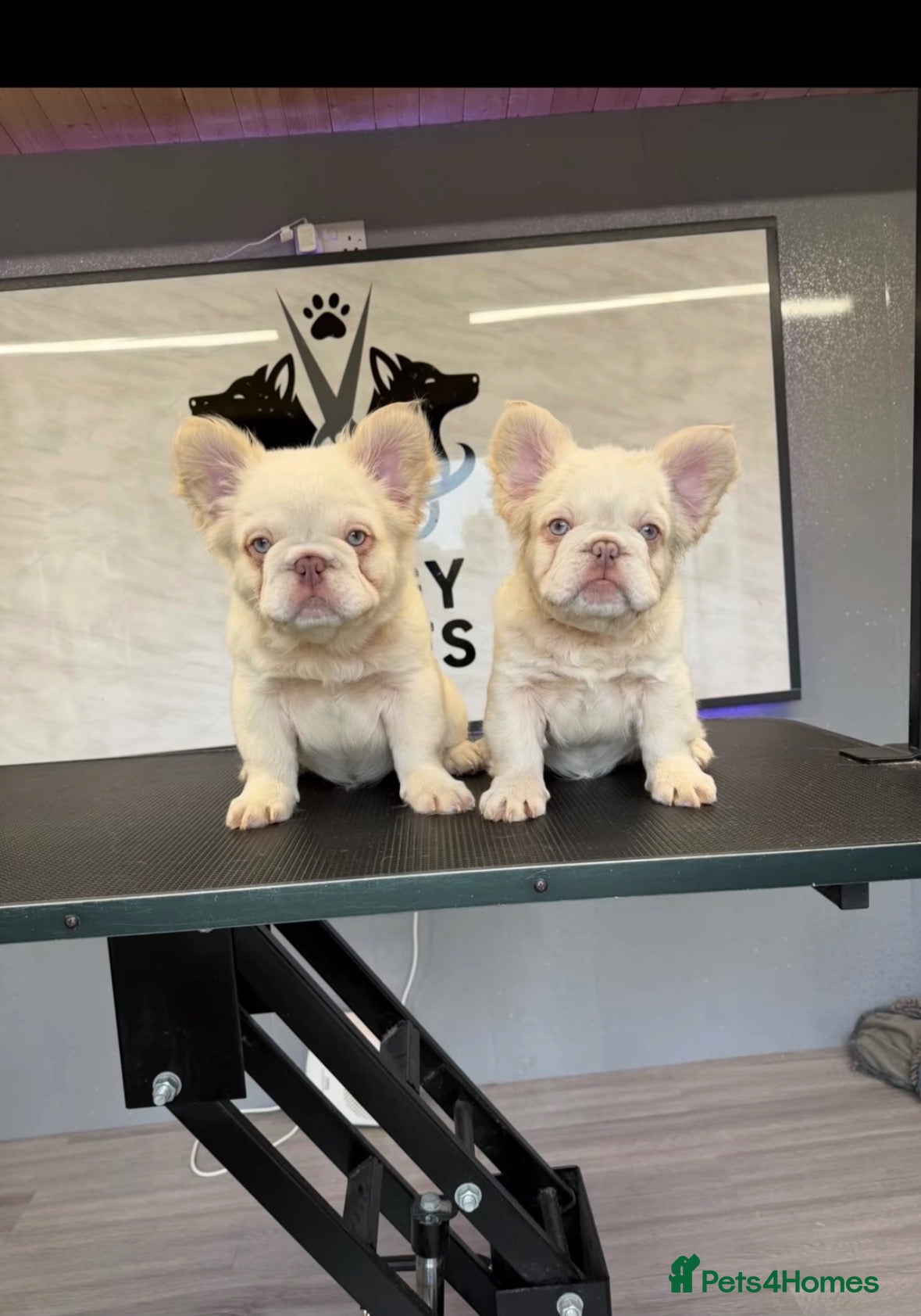 French Bulldog dogs Exceptional Fluffy Frenchie Puppies available  - Advert 2