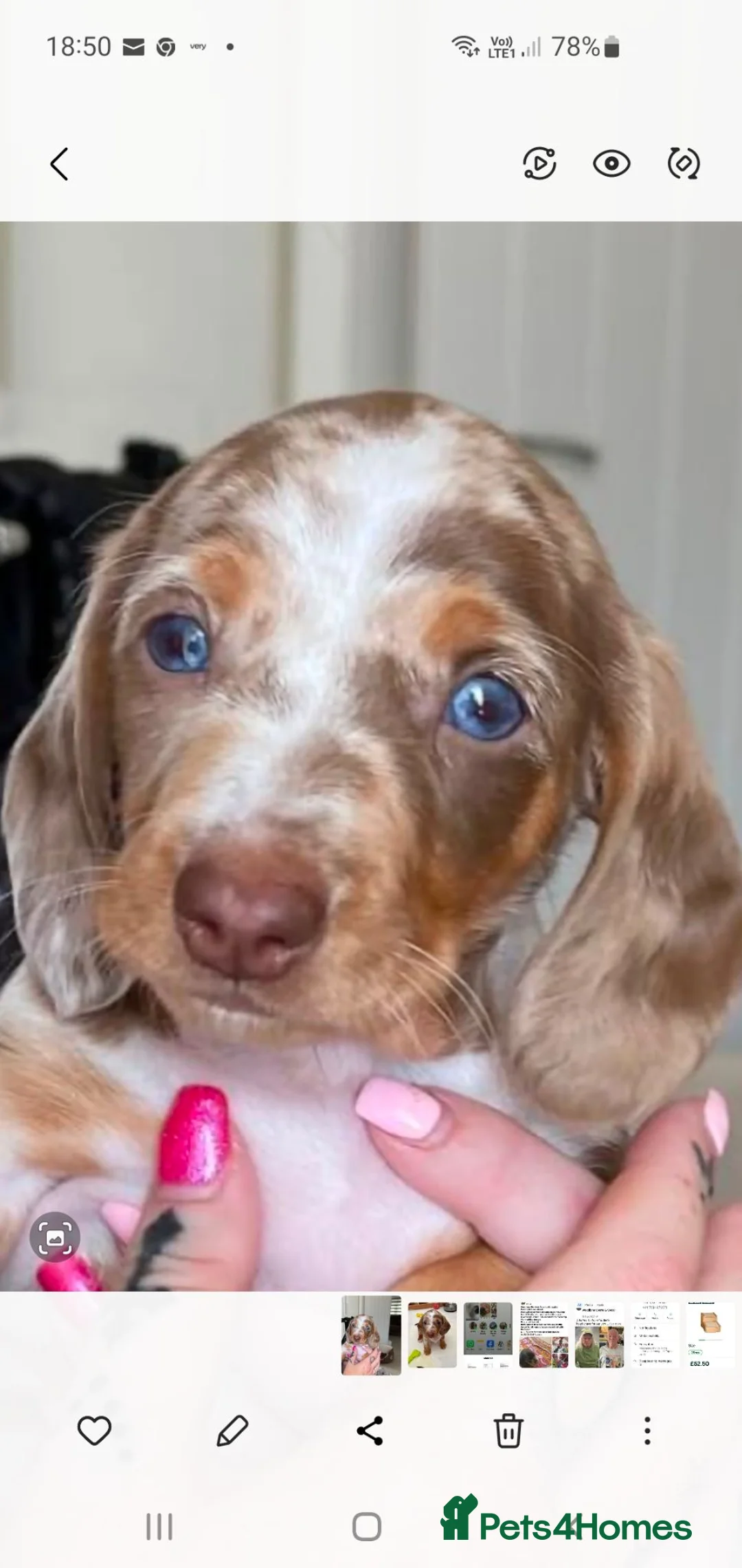 Dachshund dogs for sale: Miniature Dacshund  - Advert 1