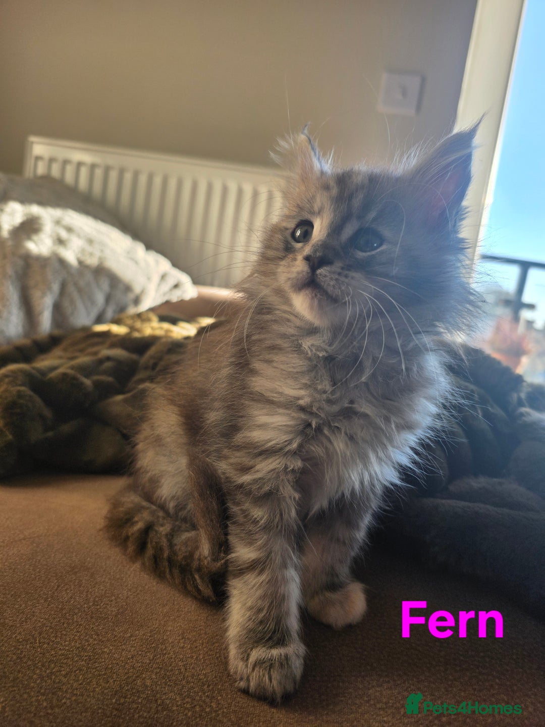 Maine Coon cats for sale: Rare Pure Breed Mainecoon Kitten - Advert 26