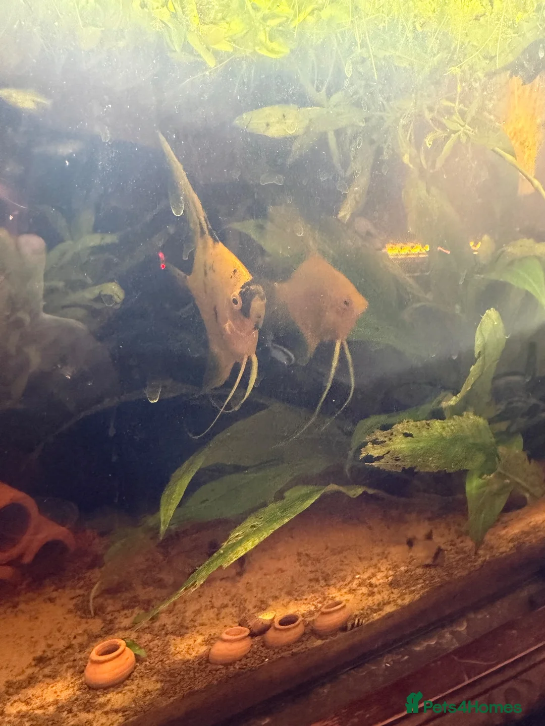 Angelfish fish for sale: Pair of Angelifish. in Manchester - Advert 2