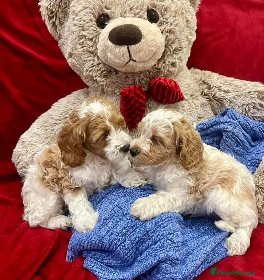 Cavapoo dogs for sale: Beautiful cavapoo puppies - Advert 2