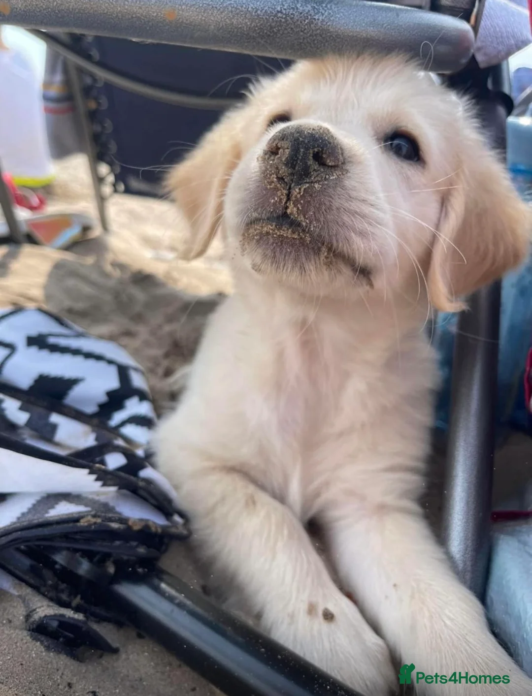 Golden Retriever dogs for sale: February Litter Announcement  - Advert 10