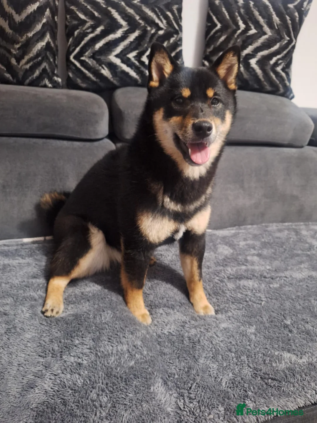 Japanese Shiba Inu dogs for sale: Japan shiba inu  - Advert 2