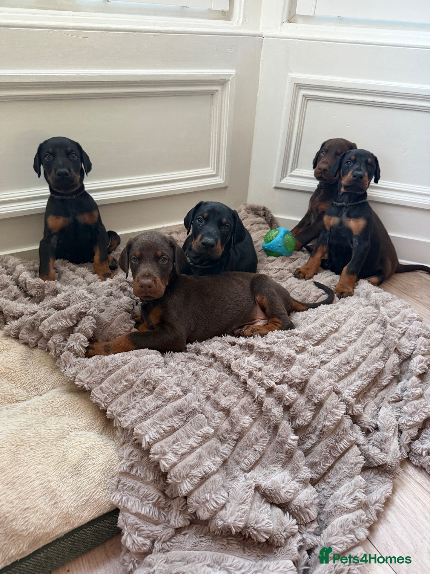 Dobermann dogs Doberman puppies boys only - Advert 11