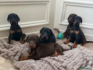 Dobermann dogs Doberman puppies boys only - Advert 11