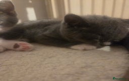 British Shorthair cats for sale: British short hair - Advert 3