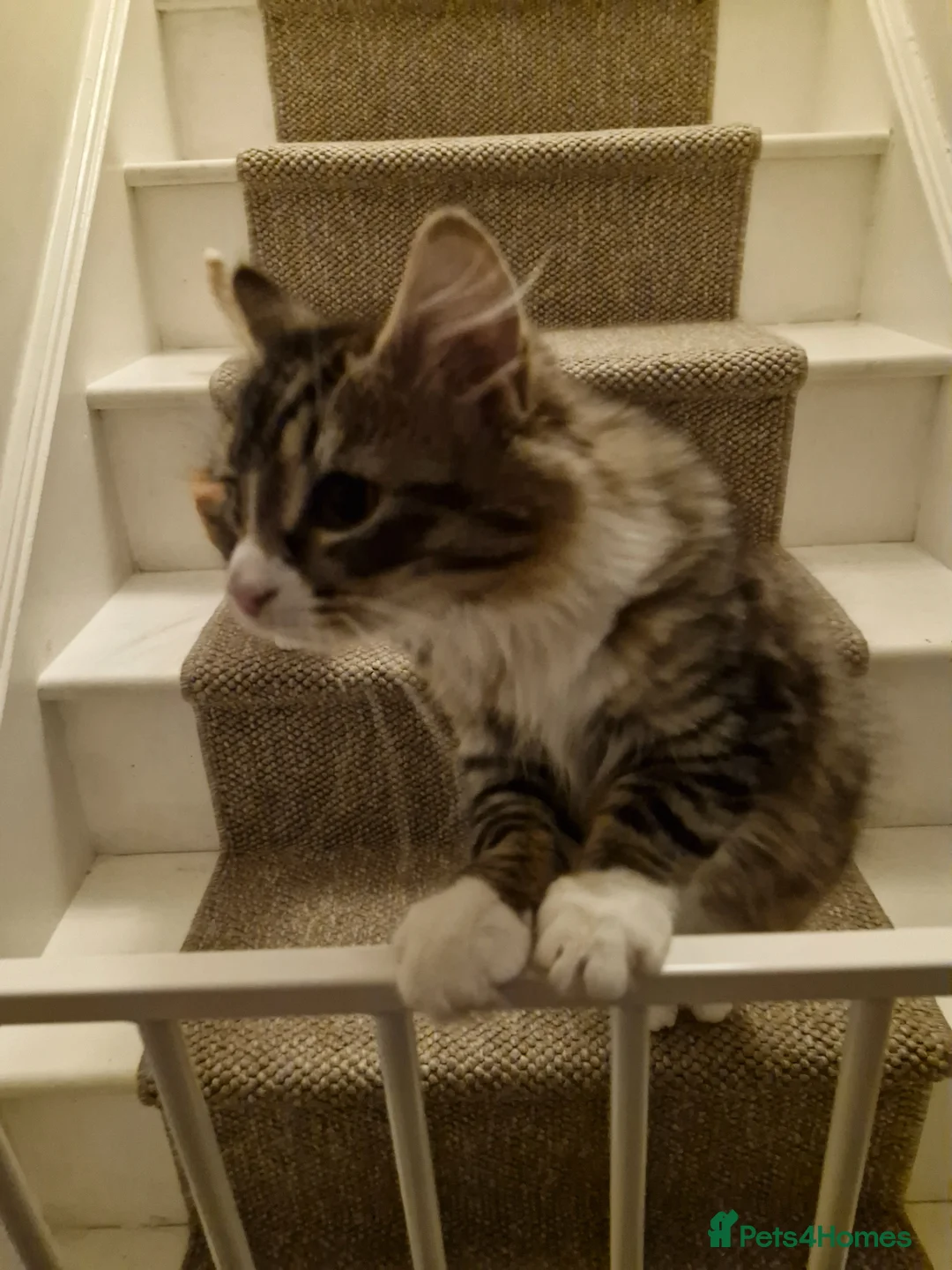 Domestic Shorthair cats for sale: Skye is looking for loving home - Advert 8