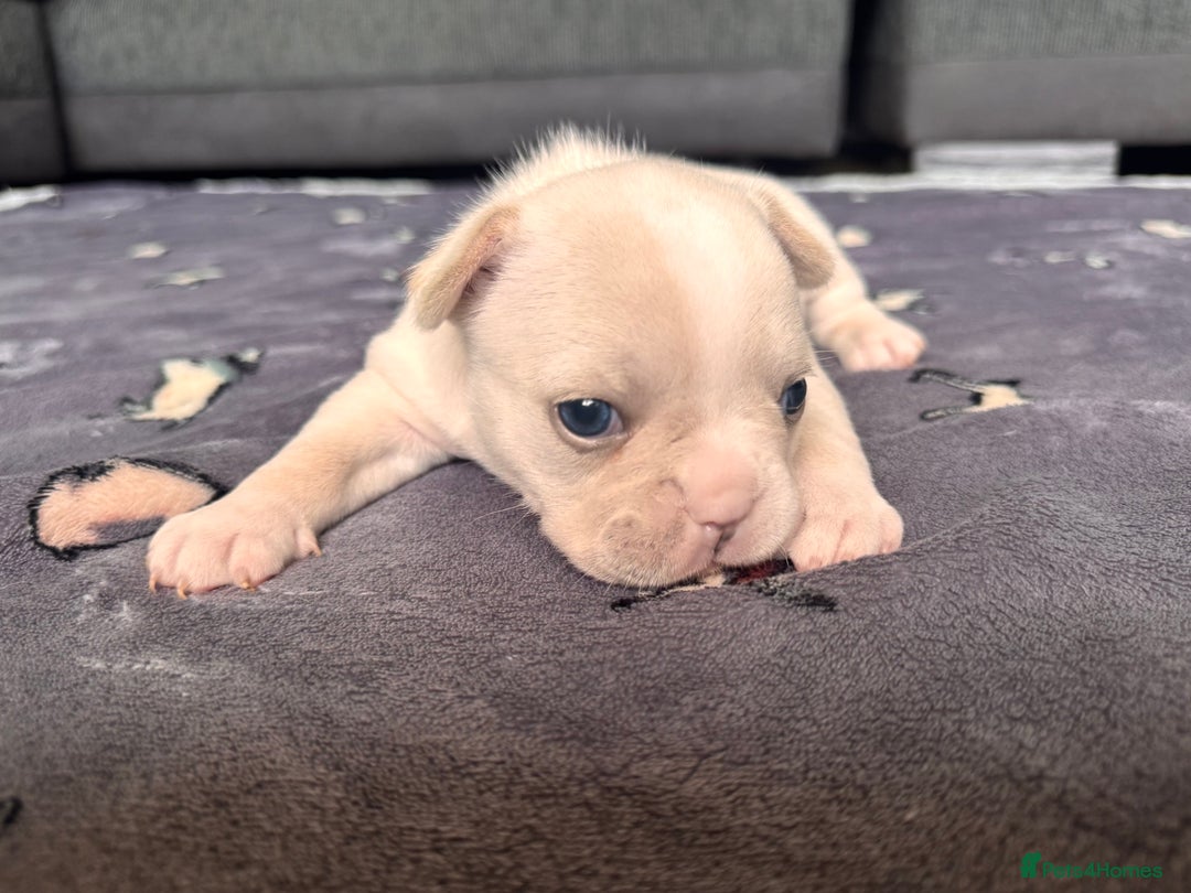 French Bulldog dogs for sale: KC FRENCH BULLDOG PUPPIES - READY NOW - Image 18