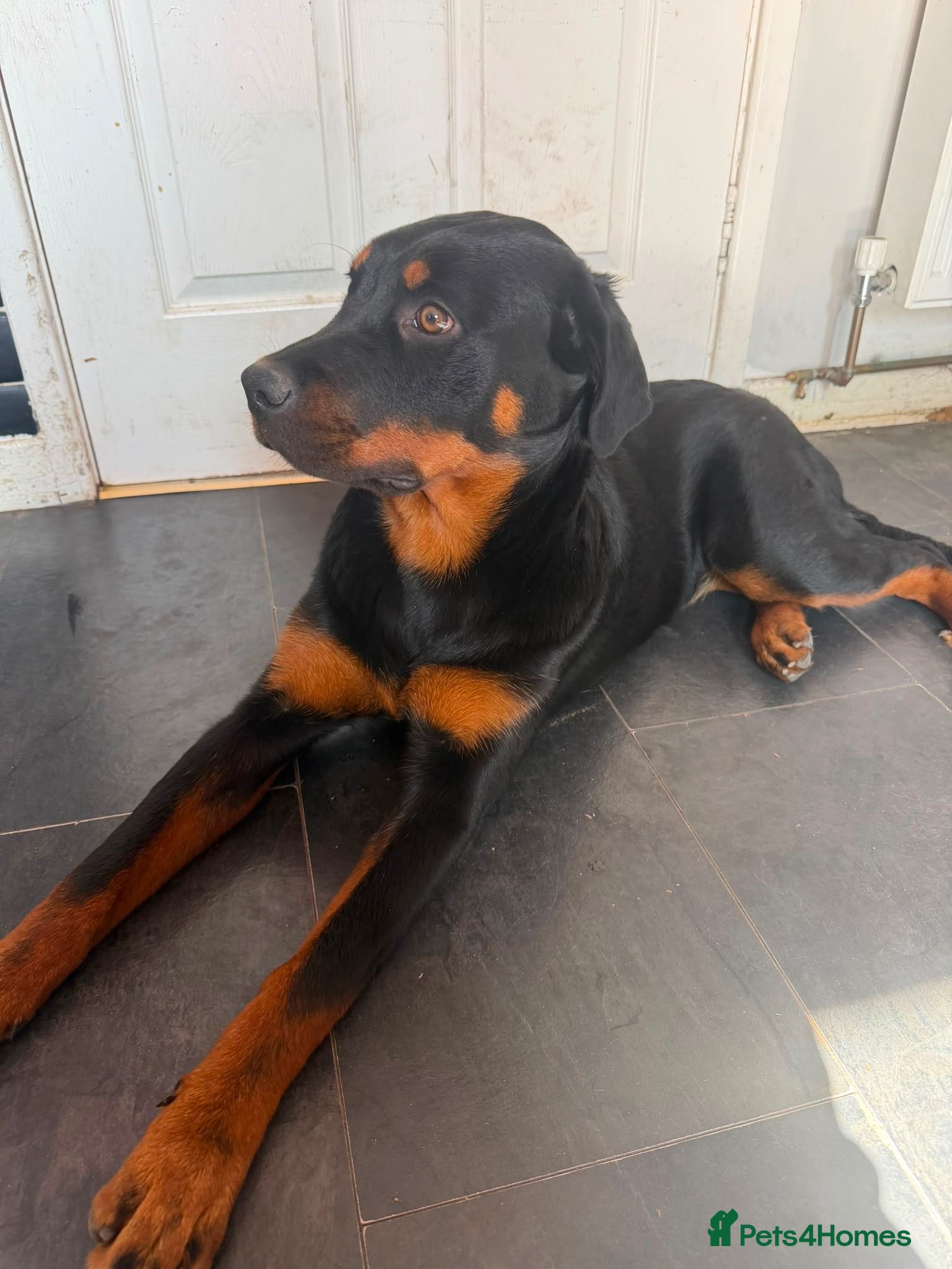 Rottweiler dogs Needs a new home 🥺 - Advert 1