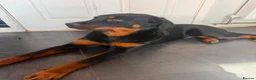 Rottweiler dogs for sale: Needs a new home 🥺 in Liverpool - Advert 1