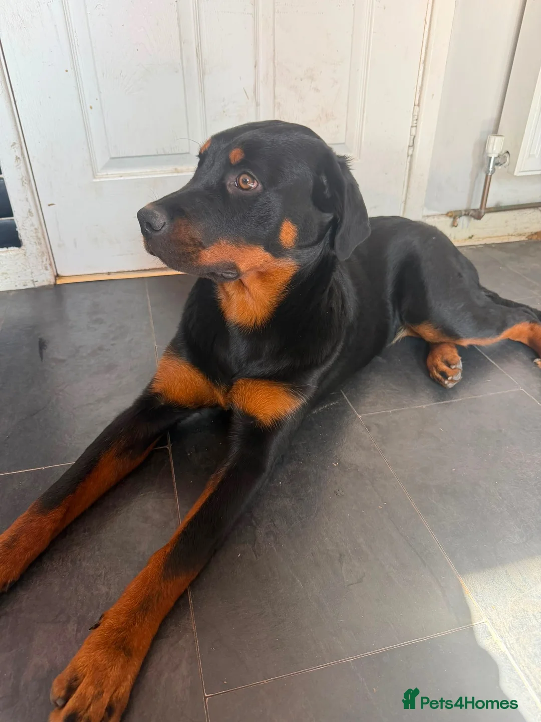 Rottweiler dogs for sale: Needs a new home 🥺 in Liverpool - Advert 1