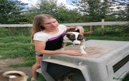Mixed Breed dogs for adoption: 💖🐶 SESI 🐶💖 - Image 9