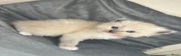 Ragdoll cats for sale: Beautiful mink ragdoll kittens  - Advert 27