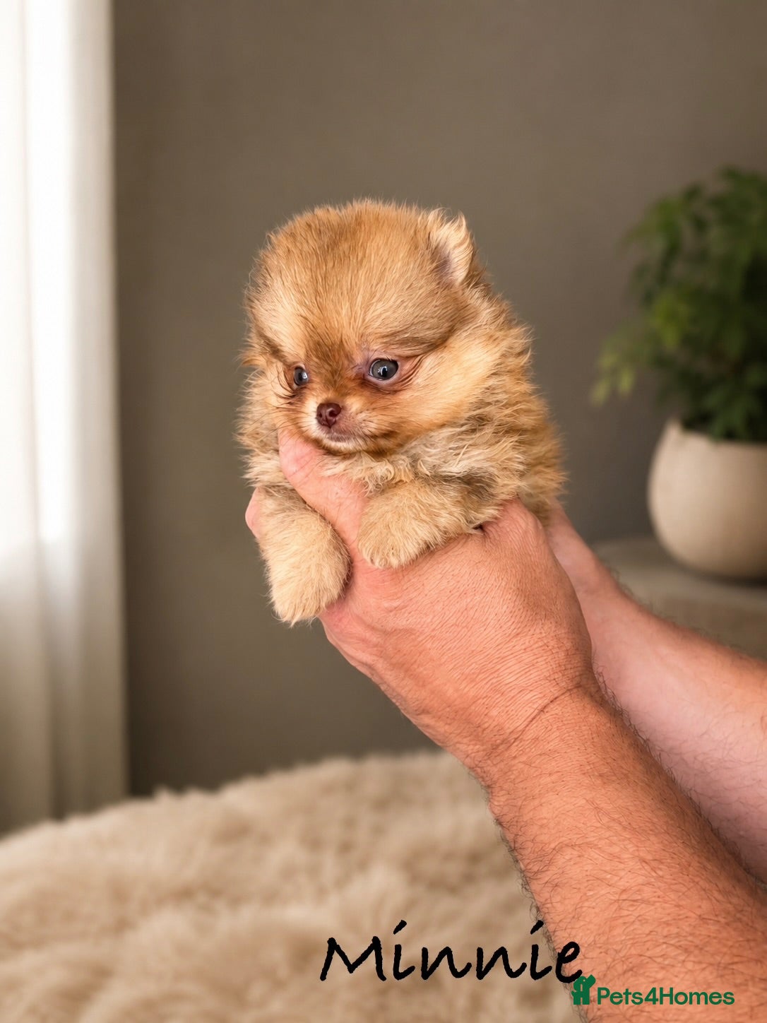 Pomeranian dogs 🔥Outstanding 🐻Championship 🏆🔝Quality  - Advert 2