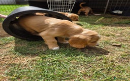 Cocker Spaniel dogs for sale: Red Cocker Spaniel puppies for sale - Image 5