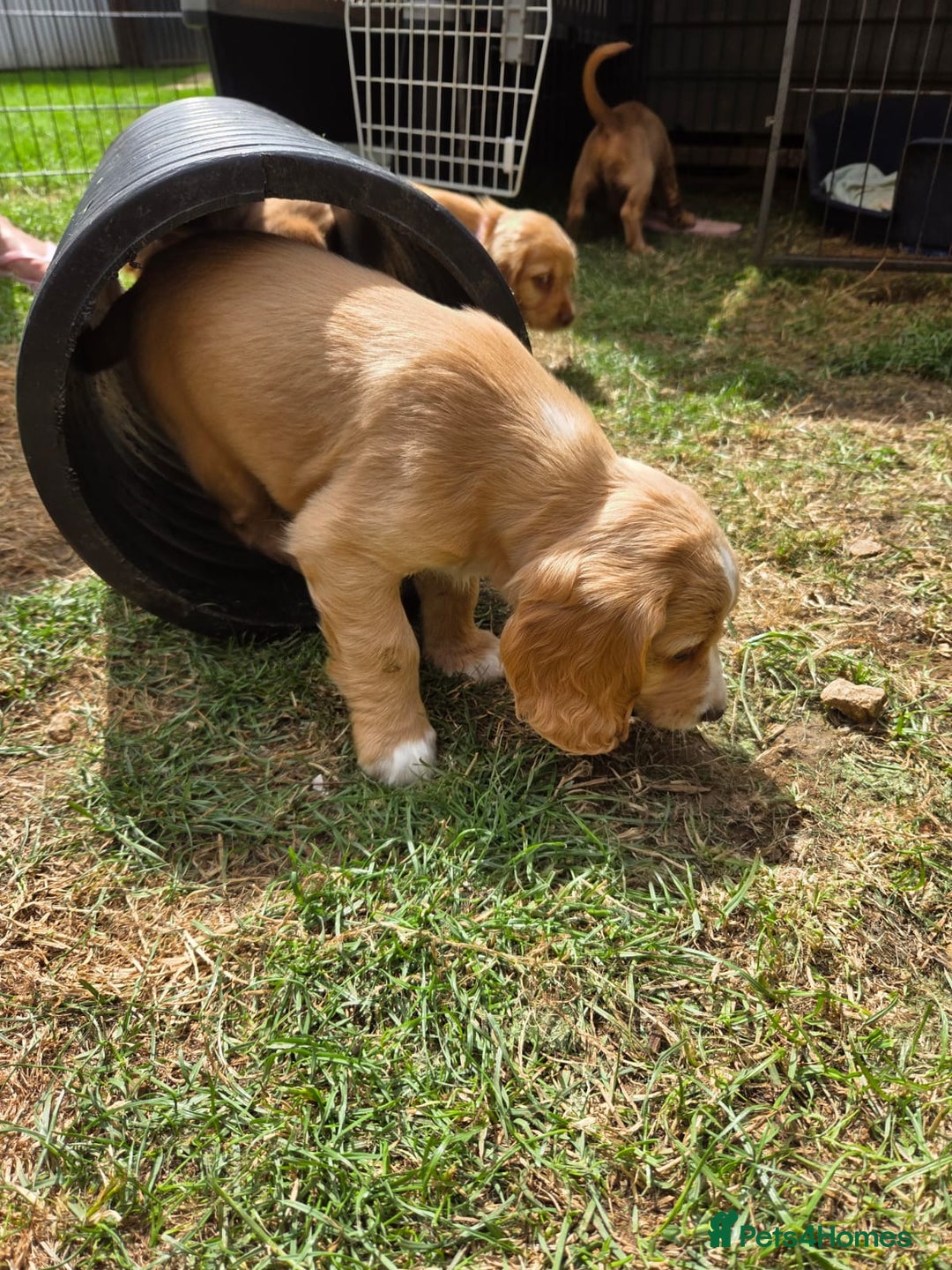 Cocker Spaniel dogs for sale: Red Cocker Spaniel puppies for sale - Image 5