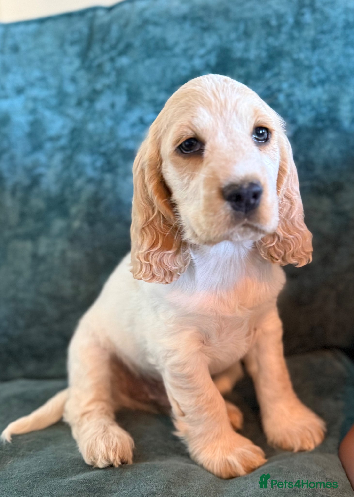 Cocker Spaniel dogs 2 BOYS AVAILABLE -REDUCED READY TO GO £1000 - Advert 1