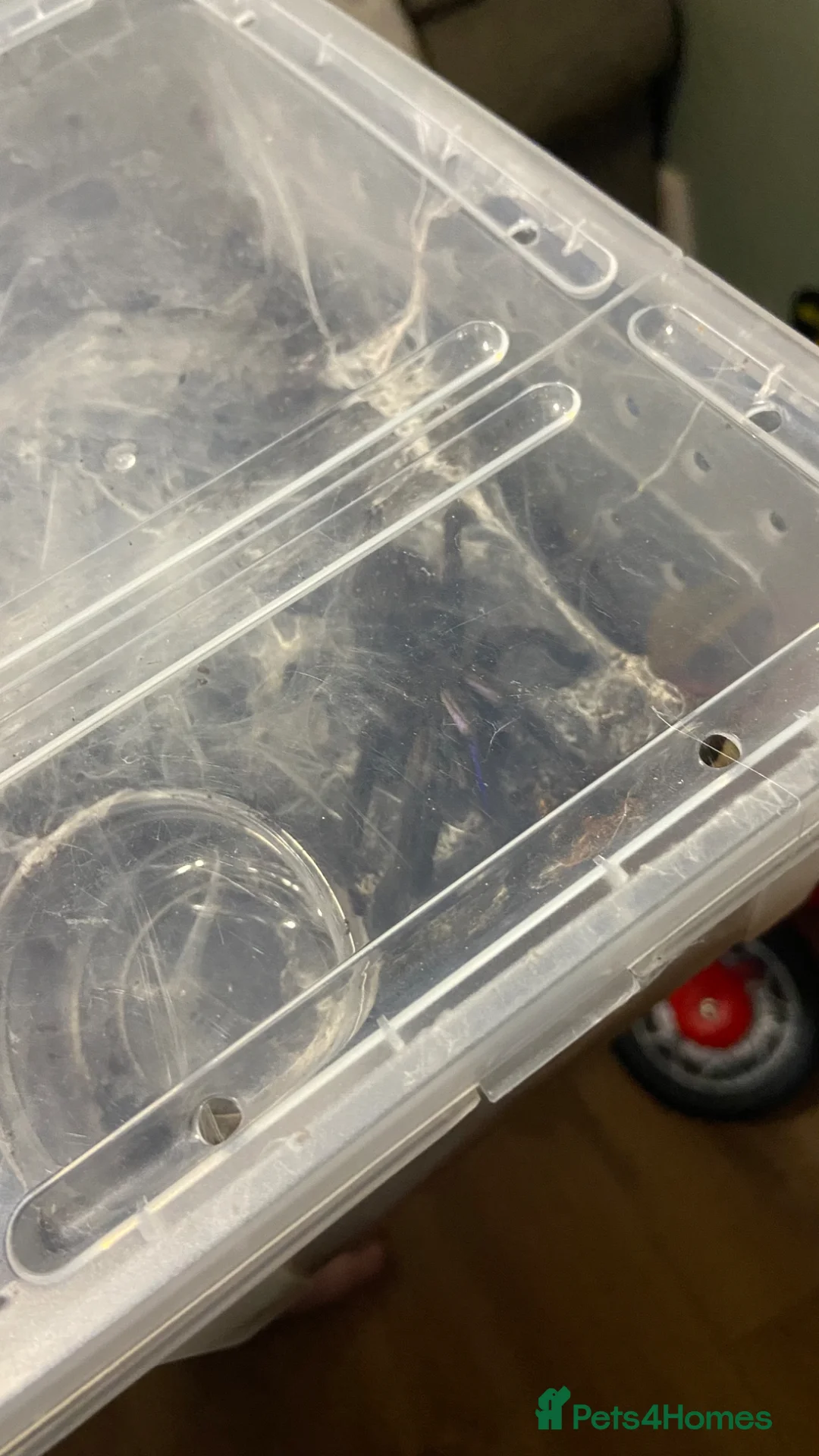 Tarantulas invertebrates for sale: Bird Eater & Electric Blue Tarantula For Sale  - Advert 2