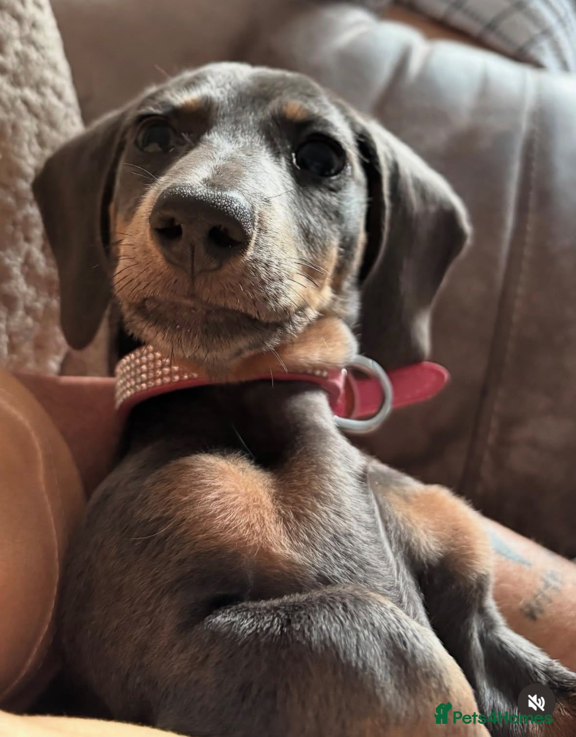 Miniature Dachshund dogs silver dapple dachound miniature girl  - Advert 5