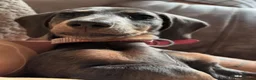 Miniature Dachshund dogs for sale: silver dapple dachound miniature girl  - Advert 1