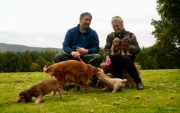 Cocker Spaniel dogs for sale: Show Cocker Spaniel puppies - Image 14