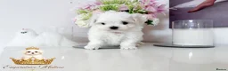 Maltese dogs for sale: Tiny KC Reg. Korean Maltese- CH line show dogs! - Advert 6
