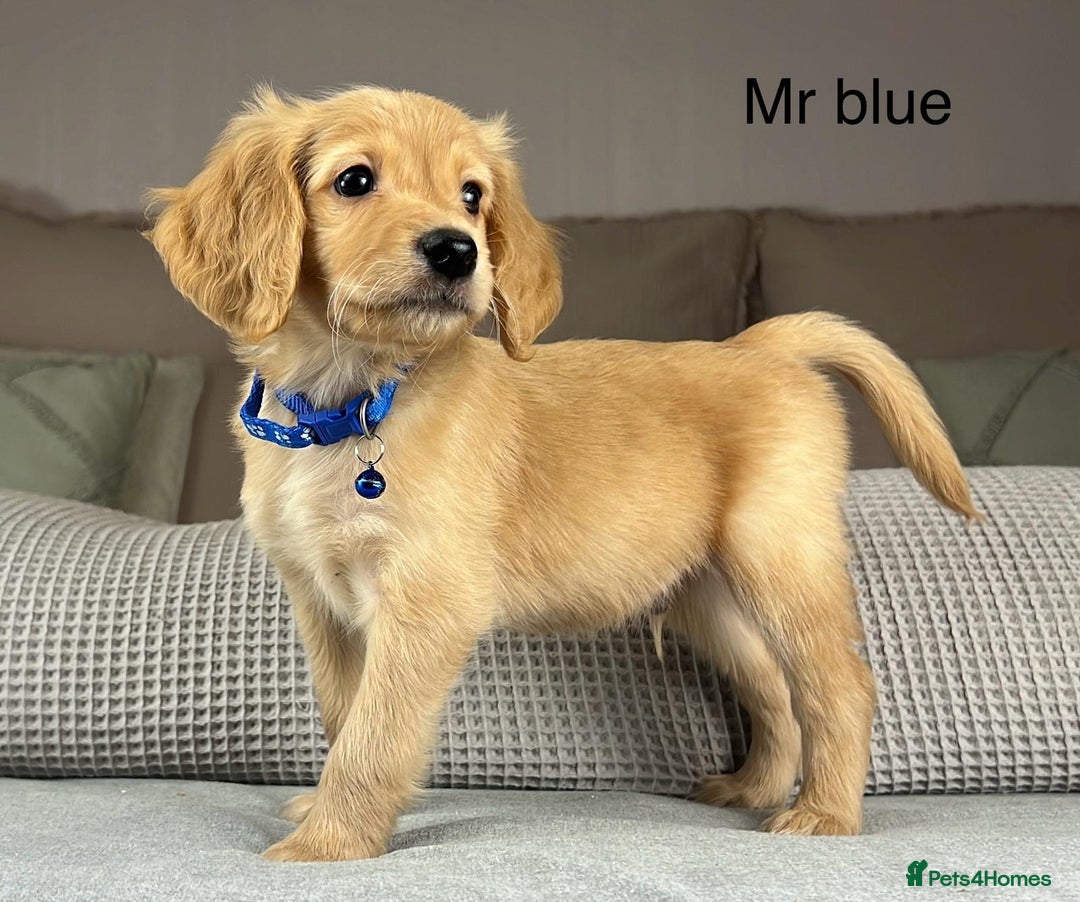 Goldendoodle dogs for sale: Hereditary clear mum. Fully hip elbow and DNA Dad. - Image 13