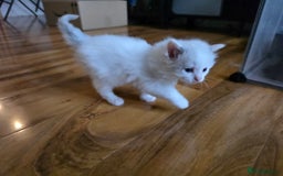 Ragdoll cats for sale: Pure Ragdoll Kittens  - Image 2