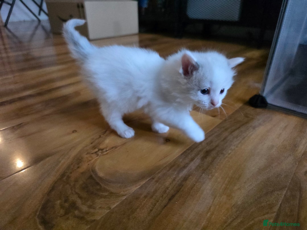 Ragdoll cats for sale: Pure Ragdoll Kittens  - Image 2