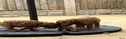 Cockapoo dogs for sale: STUNNING AMERICAN COCKAPOO ( Yankee Doodles)  - Advert 5
