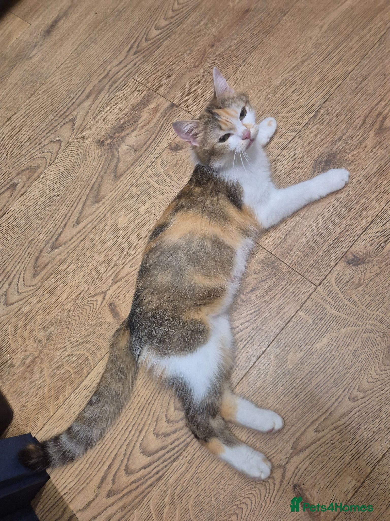 Mixed Breed cats British Shorthair / Mixed Breed - Advert 5