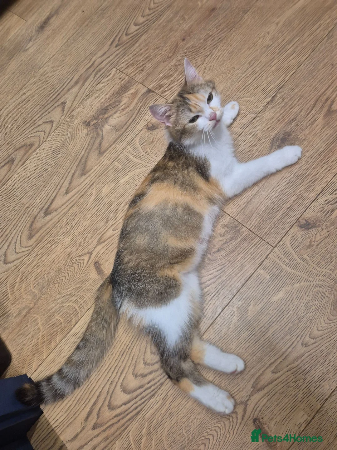Mixed Breed cats for sale: British Shorthair / Mixed Breed - Advert 2