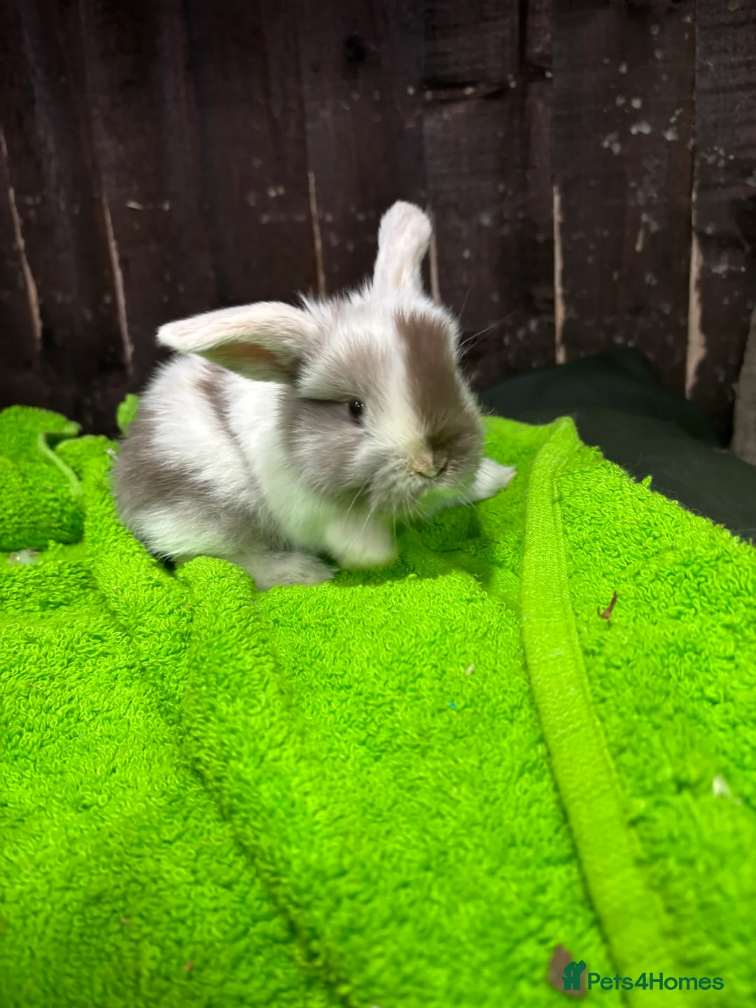 Mini Lop rabbits for sale: mini lop ear babies - Advert 10