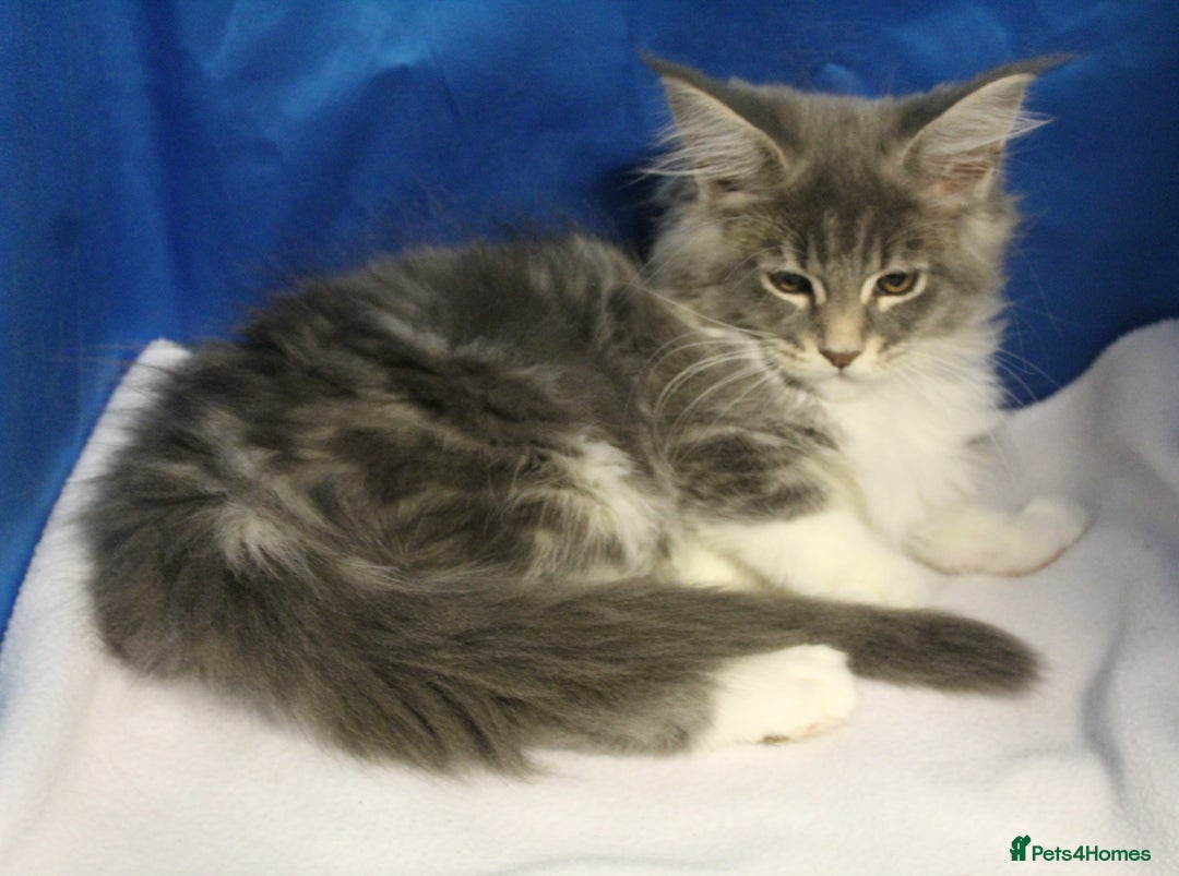 Maine Coon cats for sale: maine coon baby's - Image 5