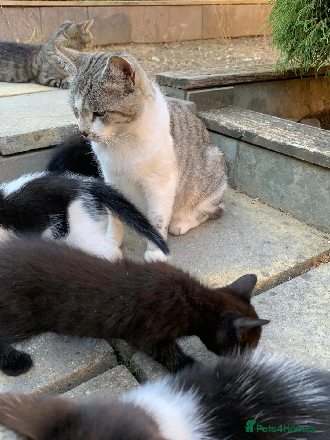 Mixed Breed cats for sale: Kittens - Advert 10