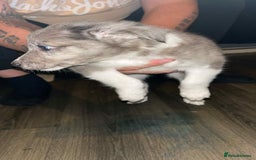 Border Collie dogs for sale: 4 blue maral border collies  - Image 2