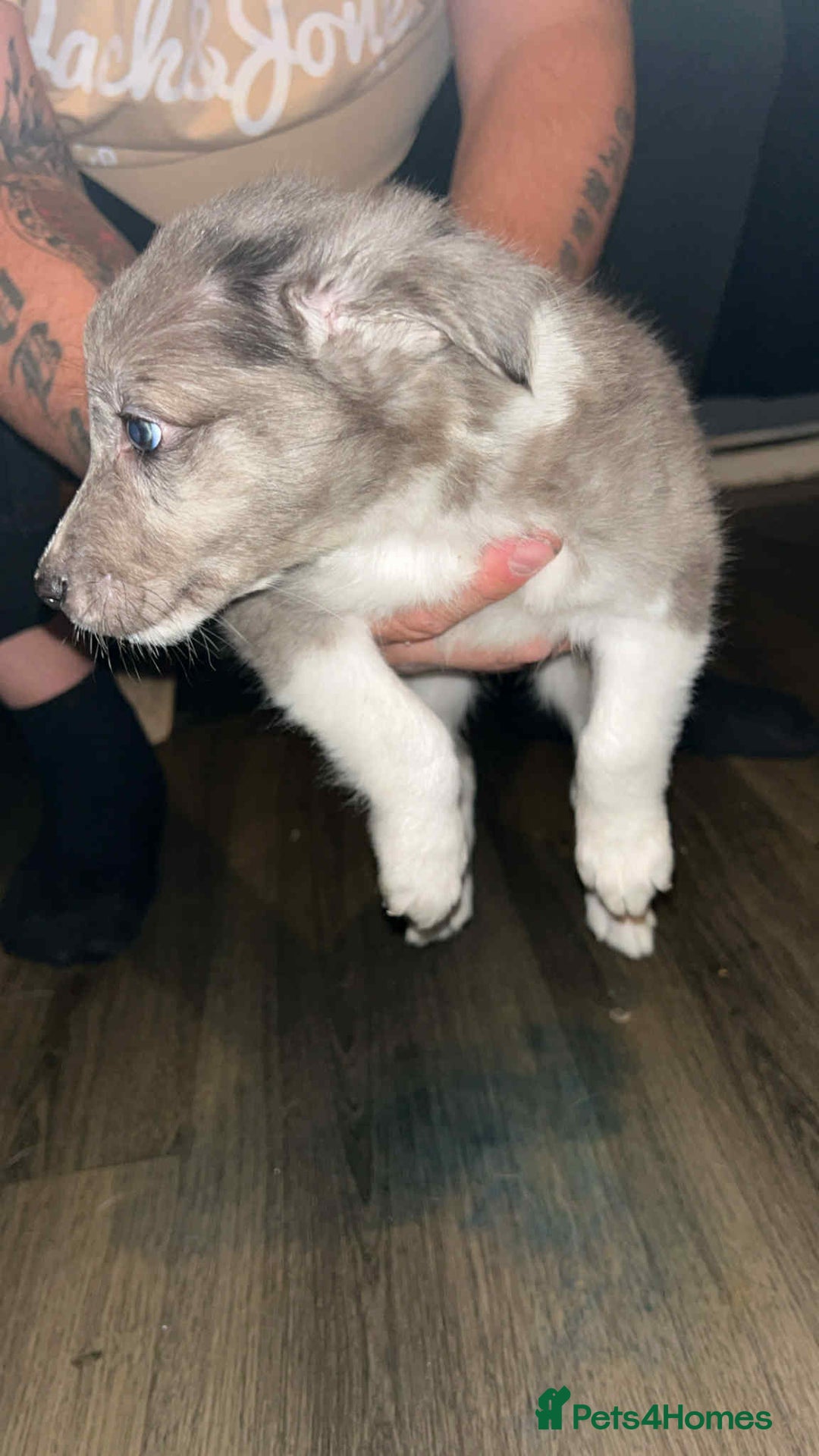 Border Collie dogs for sale: 4 blue maral border collies  - Image 2