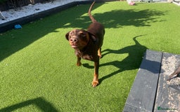 Dobermann dogs for stud: Chocolate doberman  - Image 1