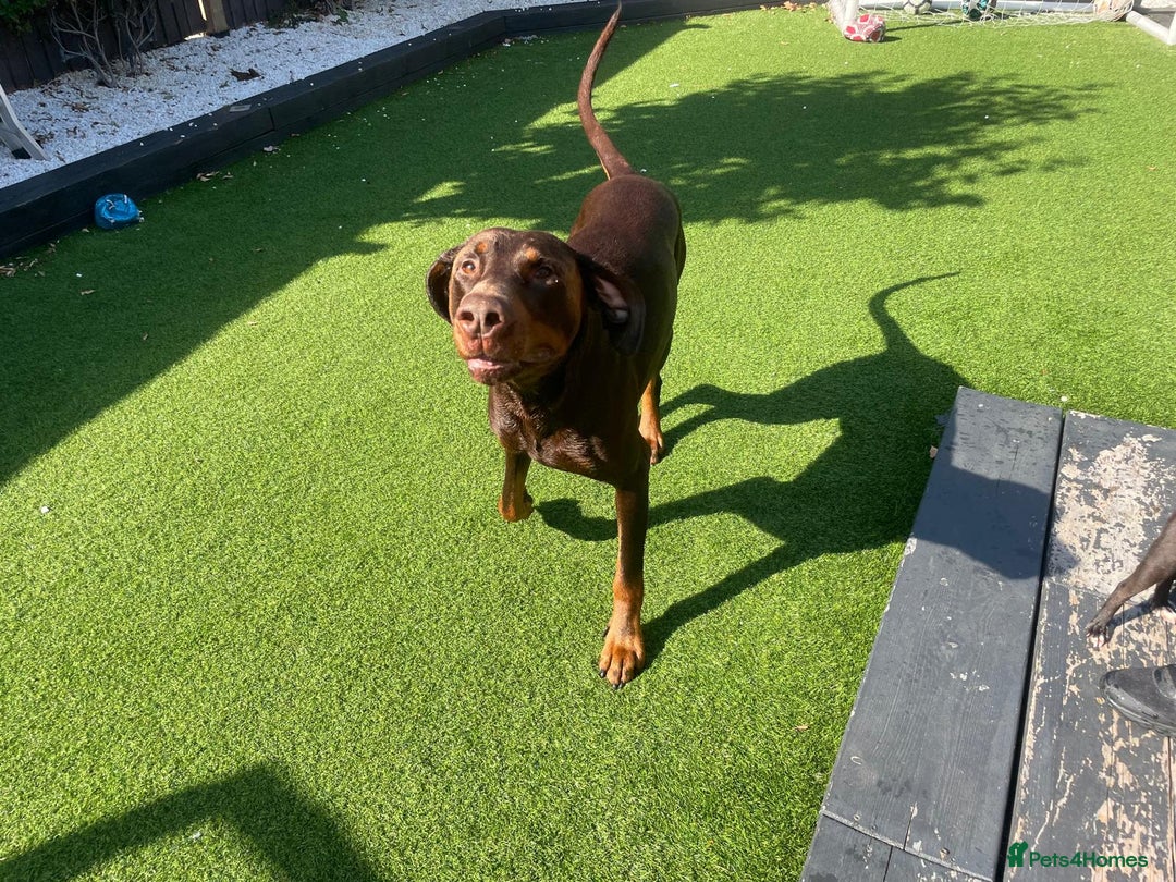 Dobermann dogs for stud: Chocolate doberman  - Image 1