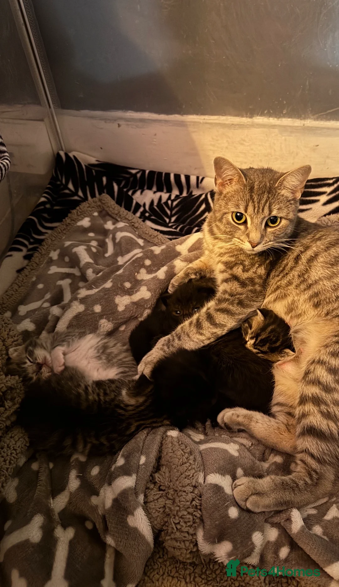 Mixed Breed cats for sale: kittens for sale!  - Advert 2