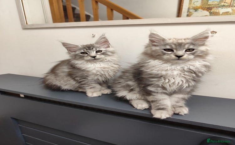 Maine Coon cats 2 black silver blotched tabby Maine coons kittens - Advert 1