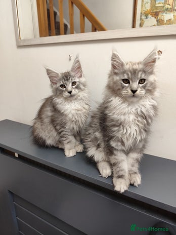 Maine Coon cats 2 black silver blotched tabby Maine coons kittens - Advert 1