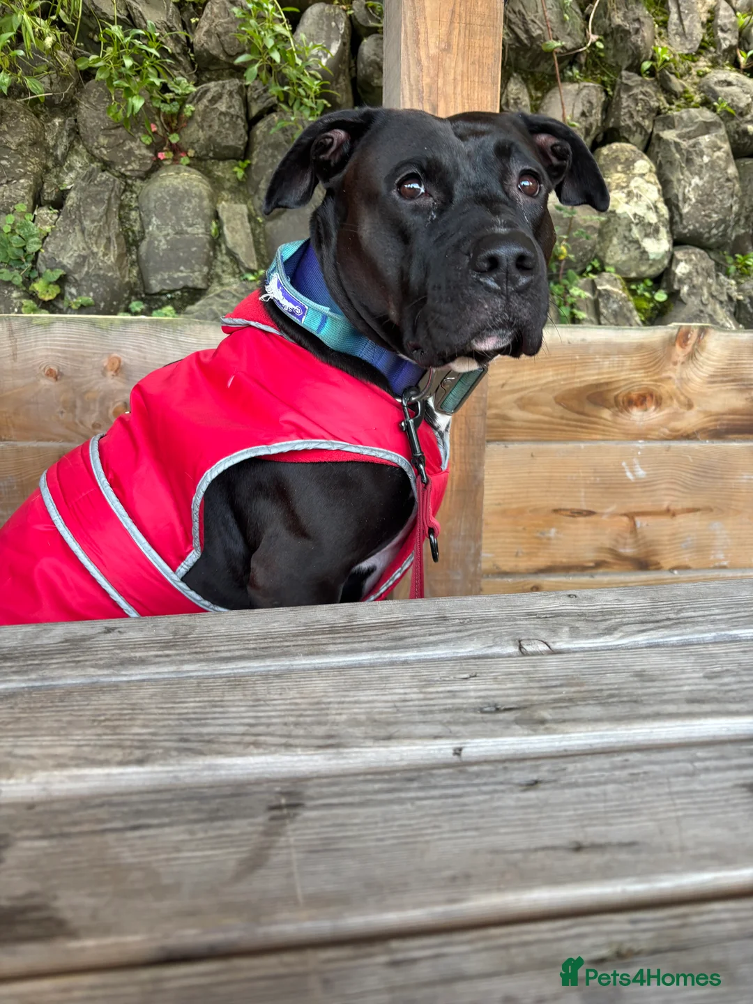 Mixed Breed dogs for sale: 3 year old Staffordshire terrier cross boxer  - Advert 3