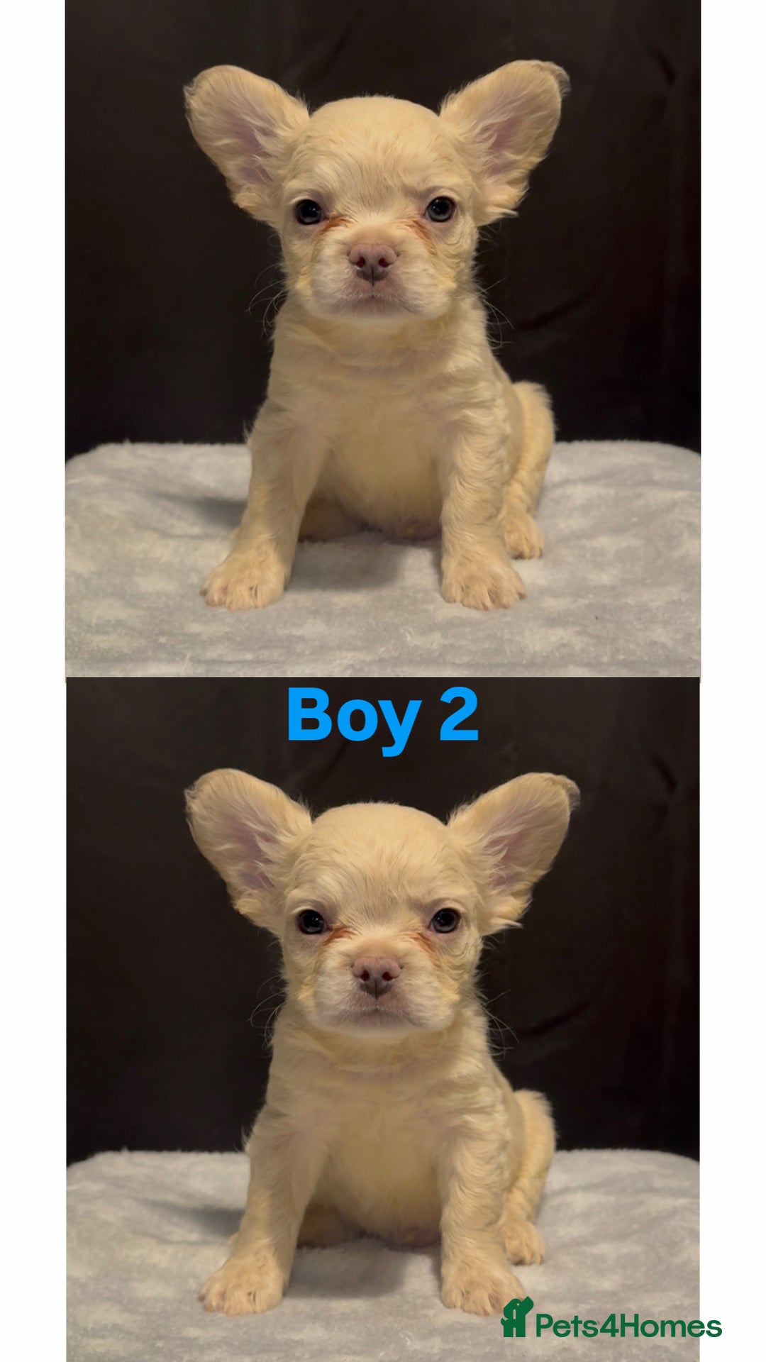 French Bulldog dogs for sale: REDUCED! Fluffy French Bulldog Puppies  - Advert 21